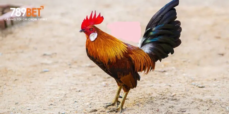 Dấu hiệu thần kinh như liệt chân, cổ vẹo là những triệu chứng điển hình