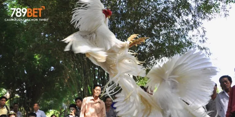 Gà mắc bệnh thương hàn có triệu chứng tiêu chảy và suy yếu cơ thể