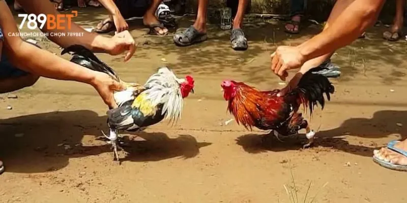 Gà tre được huấn luyện luyện tập mỗi ngày, từ chạy lồng đến vần đòn