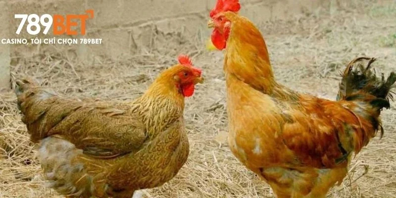 Cách phòng ngừa các bệnh thường gặp ở kê gà