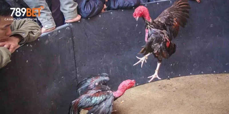 Quan sát vảy chân rõ nét, khô và đều là bước quan trọng trong cách chọn
