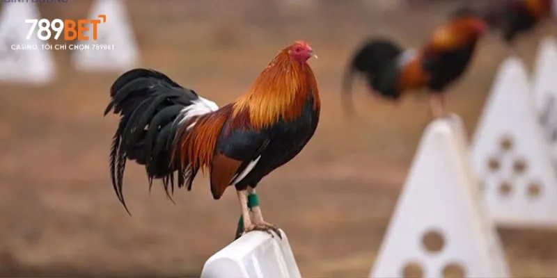 Gà chọi bị đi ngoài cần được phát hiện sớm để điều trị kịp thời