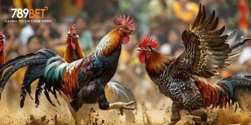 Bổ sung men tiêu hóa và điện giải giúp gà phục hồi nhanh