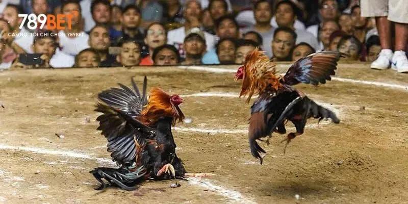Chọn giống gà trống và mái có chất lượng tốt là bước quan trọng đầu tiên