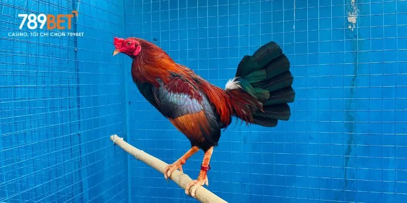 Chế độ dinh dưỡng hợp lý giúp cách nuôi gà đá tới pin