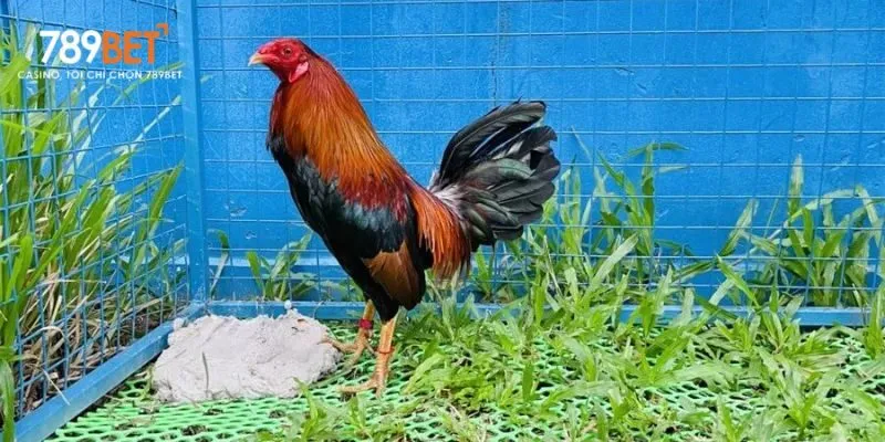 Môi trường luyện tập thoải mái và tinh thần tự tin