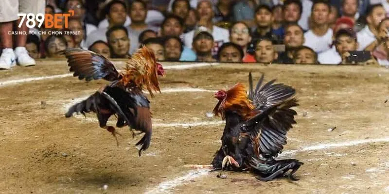 Chế độ dinh dưỡng hợp lý và cung cấp đủ nước giúp gà tiêu hóa