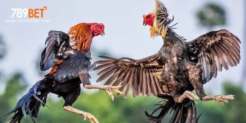 Vệ sinh chuồng trại thường xuyên là yếu tố quan trọng để phòng ngừa bệnh