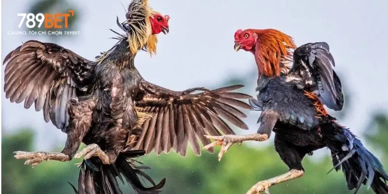 Gà chiến với kỹ năng vượt trội, là biểu tượng của sức mạnh