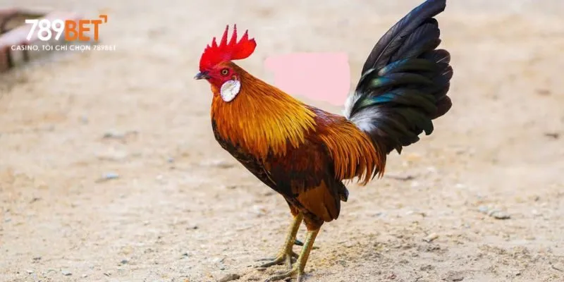 Gà Mỹ rặc sở hữu cơ bắp săn chắc và bộ lông mượt mà