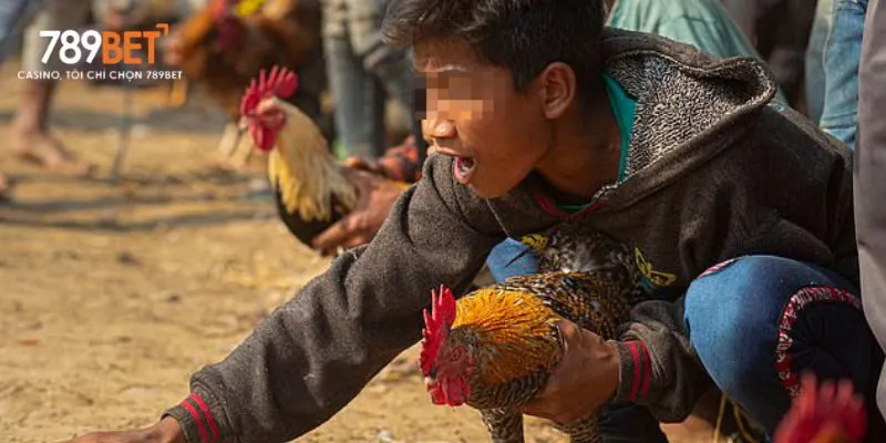 Gà Peru có lối đá mạnh mẽ, gan lì và dũng mãnh, luôn áp đảo đối thủ