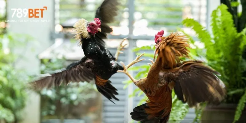 Bệnh cầu trùng ở gà con gây tiêu chảy có máu và suy yếu nhanh chóng